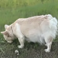 Lola, a female French Bulldog for sale in Sebring, FL – Photo 5 of 6