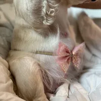 Lola, a female French Bulldog for sale in Sebring, FL – Photo 3 of 6