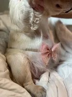 Lola, a female French Bulldog for sale in Sebring, FL – Photo 3 of 6