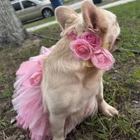 Lola, a female French Bulldog for sale in Sebring, FL – Photo 6 of 6