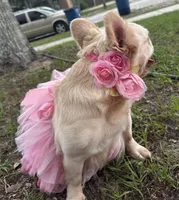 Lola, a female French Bulldog for sale in Sebring, FL – Photo 6 of 6
