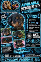 Light blue collar, a female Rottweiler for sale in Hudson, FL – 6 of 10