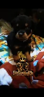 Pink Collar , a female Rottweiler for sale in Hudson, FL – 3 of 10