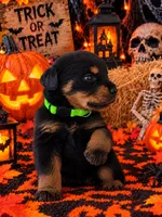 Green collar , a female Rottweiler for sale in Hudson, FL – 2 of 10