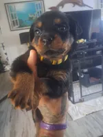 Yellow collar , a female Rottweiler for sale in Hudson, FL – 3 of 10