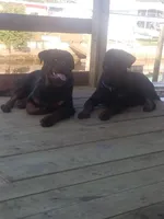 Pink Collar , a female Rottweiler for sale in Hudson, FL – 8 of 10