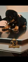 Pink Collar , a female Rottweiler for sale in Hudson, FL – 2 of 10
