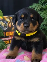 Yellow collar , a female Rottweiler for sale in Hudson, FL – 7 of 10