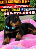 Light blue collar, a female Rottweiler for sale in Hudson, FL – 7 of 10