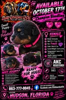 Pink Collar , a female Rottweiler for sale in Hudson, FL – 7 of 10