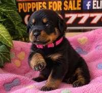 Pink Collar , a female Rottweiler for sale in Hudson, FL – 6 of 10