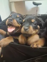 Green collar , a female Rottweiler for sale in Hudson, FL – 3 of 10