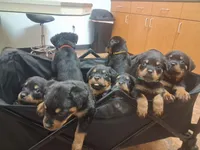 Yellow collar , a female Rottweiler for sale in Hudson, FL – 5 of 10