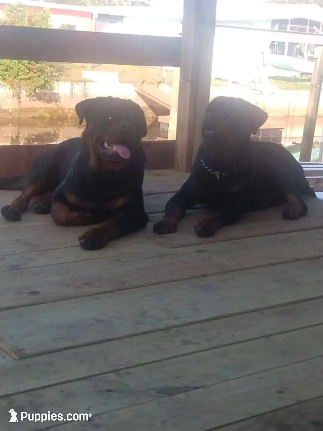 Yellow collar , a female Rottweiler for sale in Hudson, FL – 8 of 10