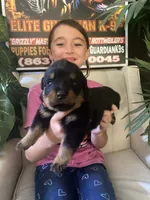 Green collar , a female Rottweiler for sale in Hudson, FL – 5 of 10