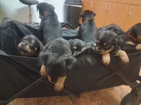 Pink Collar , a female Rottweiler for sale in Hudson, FL – 4 of 10