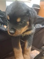 Light blue collar, a female Rottweiler for sale in Hudson, FL – 4 of 10