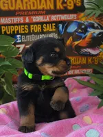 Green collar , a female Rottweiler for sale in Hudson, FL – 6 of 10