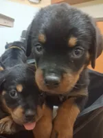 Pink Collar , a female Rottweiler for sale in Hudson, FL – 5 of 10