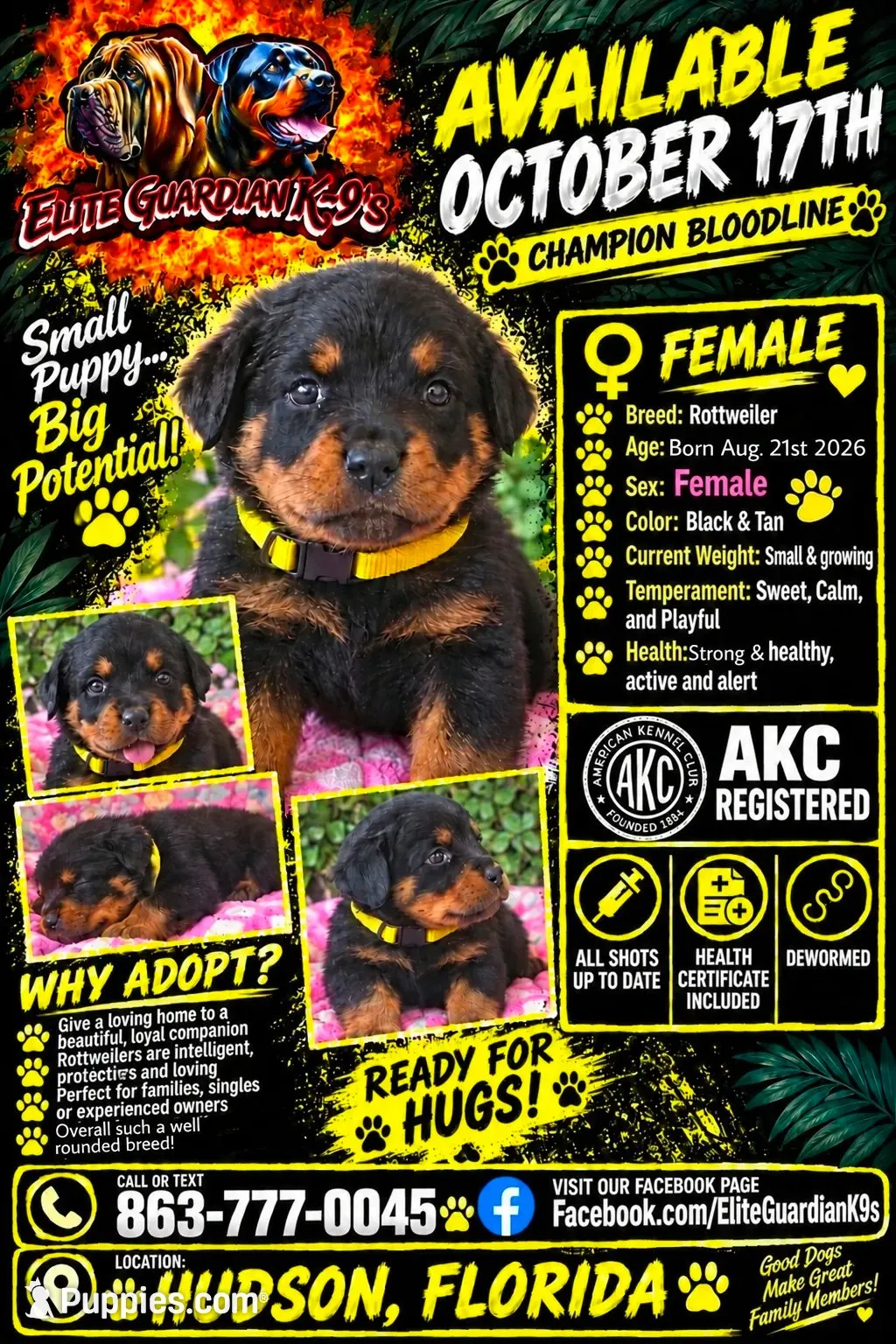 Yellow collar , a female Rottweiler for sale in Hudson, FL – 6 of 10