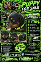 Green collar , a female Rottweiler for sale in Hudson, FL – 7 of 10