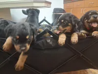Light blue collar, a female Rottweiler for sale in Hudson, FL – 3 of 10