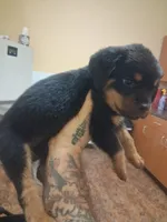 Light blue collar, a female Rottweiler for sale in Hudson, FL – 2 of 10