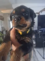 Yellow collar , a female Rottweiler for sale in Hudson, FL – 4 of 10