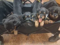 Light blue collar, a female Rottweiler for sale in Hudson, FL – 5 of 10