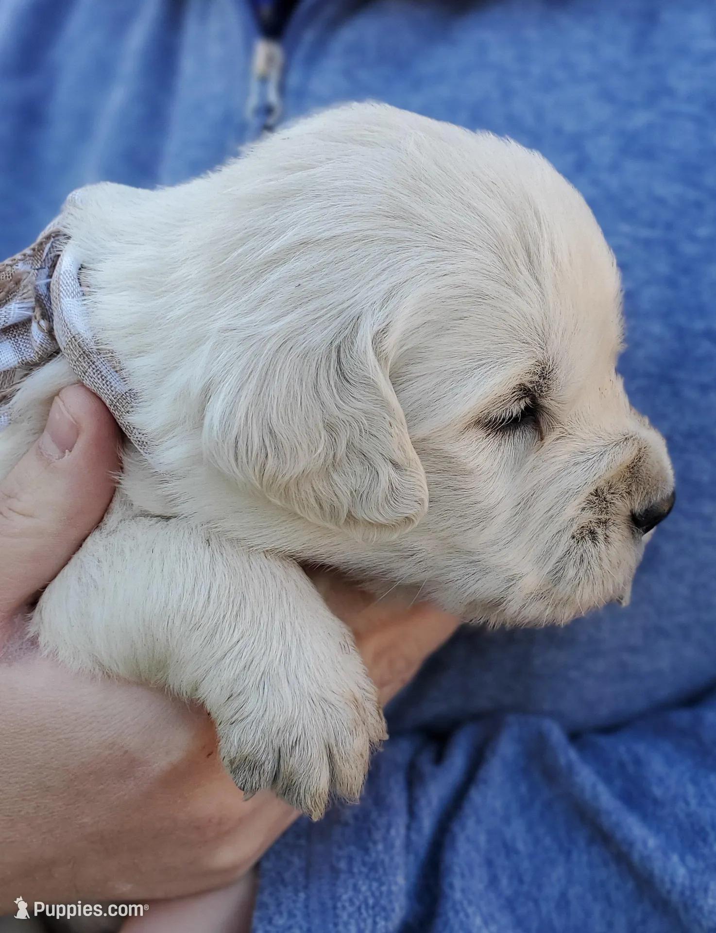 Forest – Golden Retriever puppy for sale in Potlatch, ID