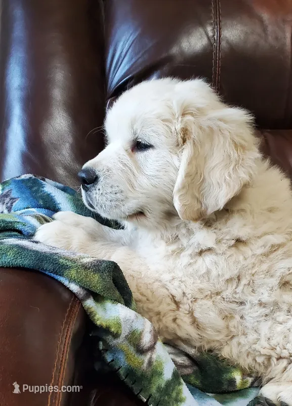 Ingalls – Golden Retriever puppy for sale in Potlatch, ID