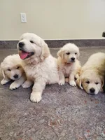 Laura, a female Golden Retriever for sale in Potlatch, ID – 5 of 5