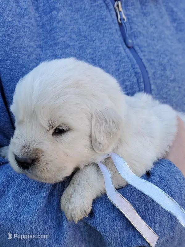 Sequoia – Golden Retriever puppy for sale in Potlatch, ID