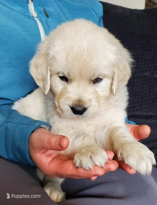 Sequoia – Golden Retriever puppy for sale in Potlatch, ID