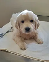 Laura, a female Golden Retriever for sale in Potlatch, ID – 3 of 5