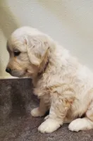 Laura, a female Golden Retriever for sale in Potlatch, ID – 4 of 5