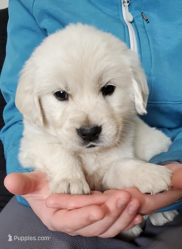 Rust – English Cream Golden Retriever puppy for sale in Potlatch, ID