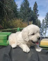 Charles, a male Golden Retriever for sale in Potlatch, ID – 1 of 5