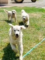 Jade, a female Golden Retriever for sale in Potlatch, ID – Photo 3 of 3