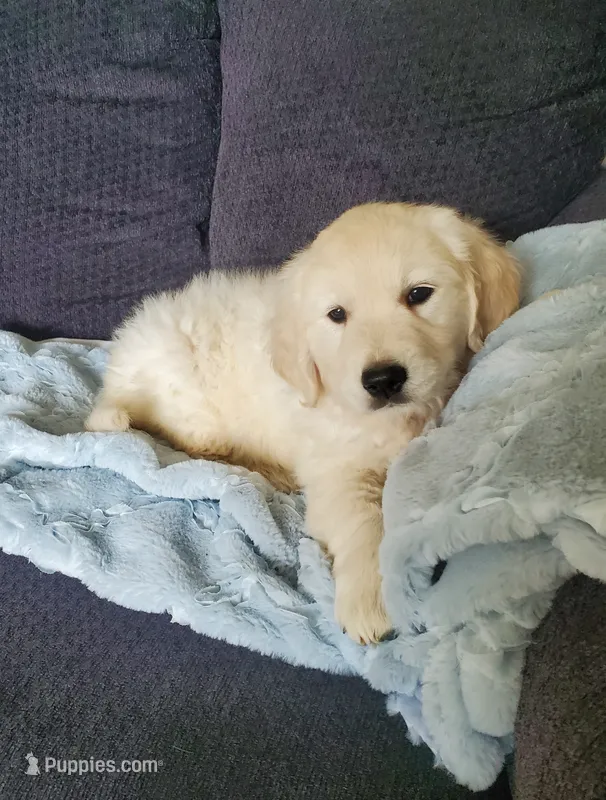 Laura – Golden Retriever puppy for sale in Potlatch, ID