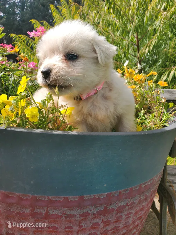 Mary – Golden Retriever puppy on hold in Potlatch, ID