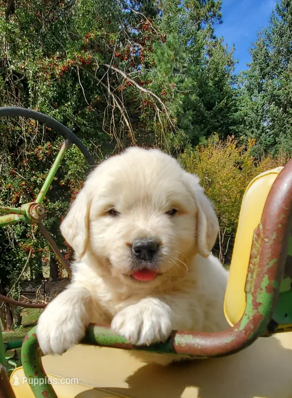 Pioneer – Golden Retriever puppy for sale in Potlatch, ID