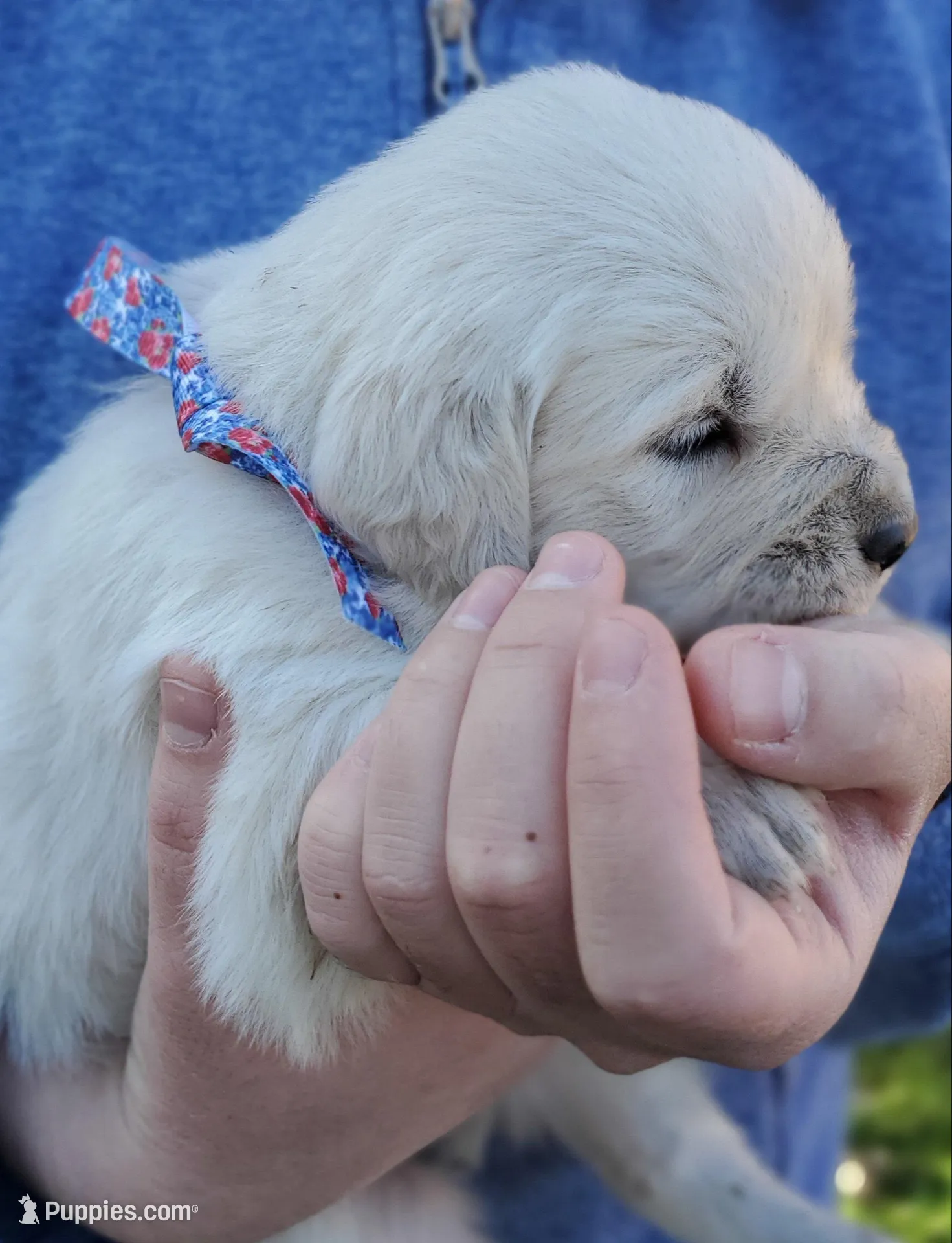 Jade – Golden Retriever puppy for sale in Potlatch, ID