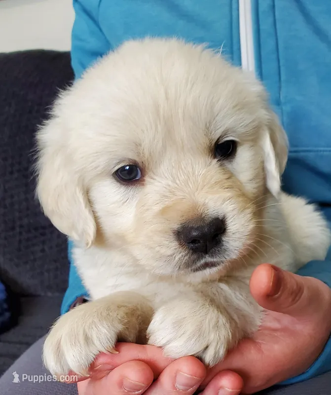 Forest – Golden Retriever puppy for sale in Potlatch, ID