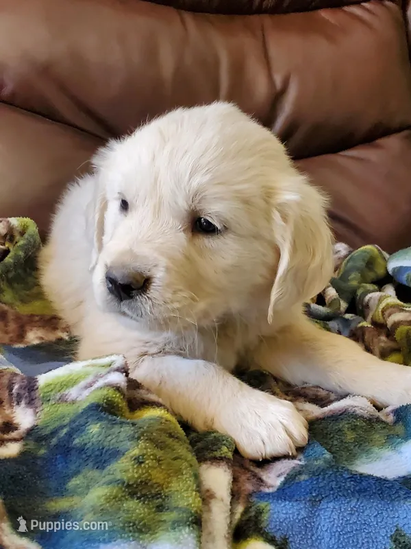 Forest – Golden Retriever puppy for sale in Potlatch, ID