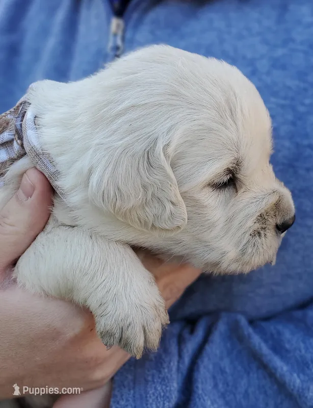 Forest – Golden Retriever puppy for sale in Potlatch, ID