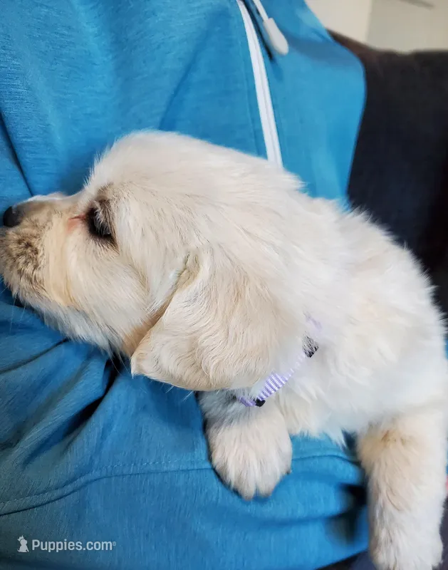 Violet – Golden Retriever puppy for sale in Potlatch, ID