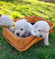 Violet, a female Golden Retriever for sale in Potlatch, ID – Photo 2 of 4
