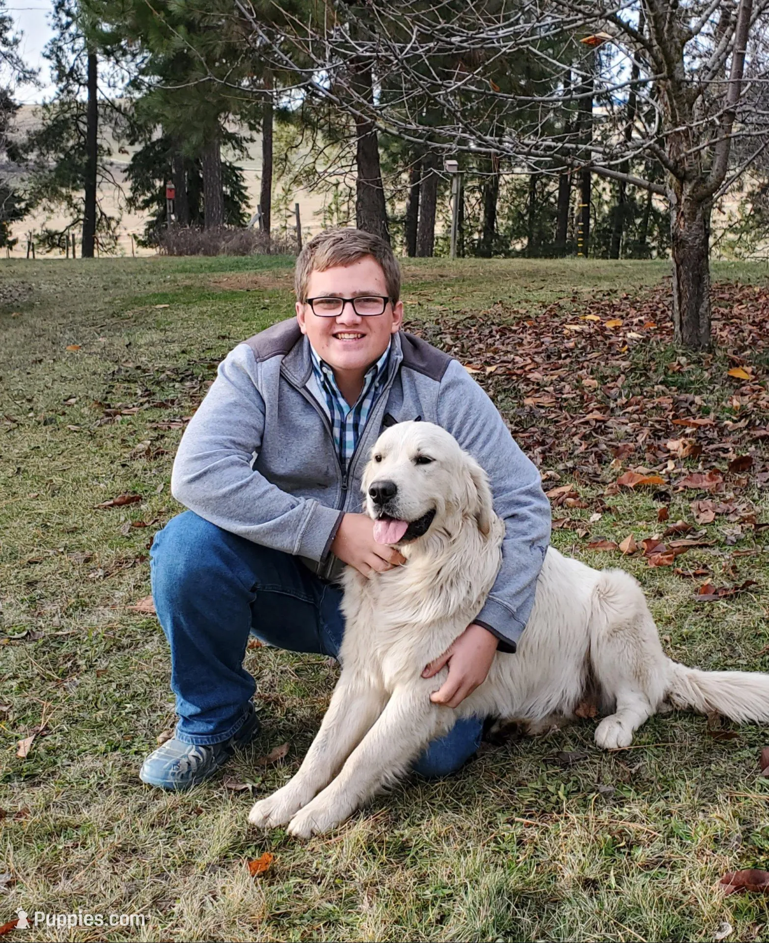 Silver, a male Golden Retriever for sale in Potlatch, ID – Photo 3 of 4