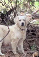 Ingalls, a male Golden Retriever for sale in Potlatch, ID – 4 of 5